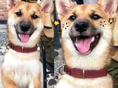 -柴犬高等学院·狗咖·柴犬售卖·宠物训练