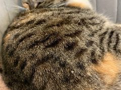 -平行世界·猫咖(首经贸店)
