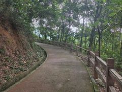 -东莞市大岭山森林公园