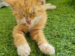 -庞各庄翠芳园西瓜蔬菜基地采摘园