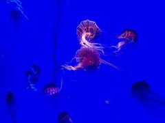 -海合安武汉极地海洋公园
