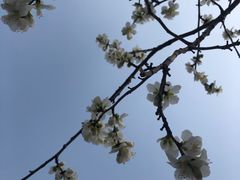 -桃花堤公园