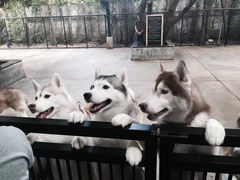 -TrueLove @ Neverland (Husky Cafe)