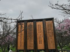 -香雪海