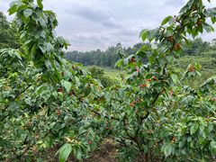 -樱桃山旅游景区