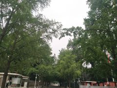 -三里屯东五街银杏大道