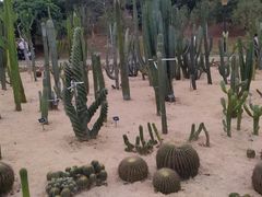 -东莞植物园