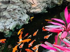 -广州白天鹅宾馆