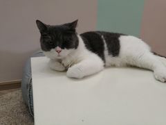 -酷豆宠物咖啡·宠物美食·撸猫馆