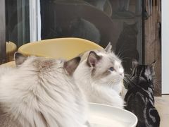 -有喵·猫咖·狗咖·30几只猫10只小狗(岗厦店)