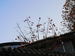 -北京西山国家森林公园