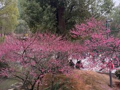 -庐山风景名胜区-东林大佛