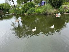 -新江湾城公园