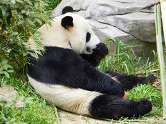 -红山森林动物园