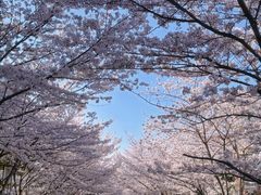 -高东镇樱花园
