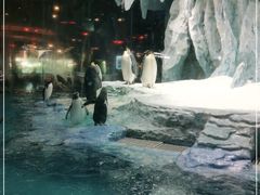 -帝企鹅自助餐厅•儿童岛•真企鹅(长隆企鹅酒店)