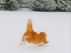 -乔伯凉面(白沙路店)