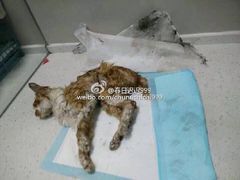 盛京一禾-盛京一禾