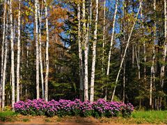 -五营红松林海景区