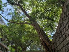 -香港佐治五世纪念公园