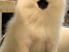 -宠颐生嘉德动物医院