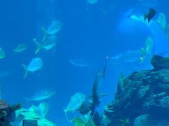-亚特兰蒂斯•OSSIANO奥西亚诺海底餐厅