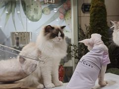 -Honey Bacca 哈尼芭卡高端萌宠(朝阳大悦城店)