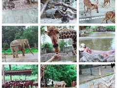 -清迈夜间动物园