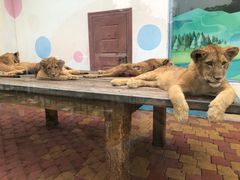 -大连森林动物园