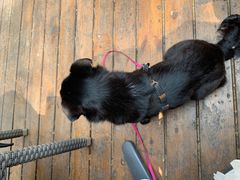 -Boxing Cat Brewery拳击猫精酿啤酒馆(永福店)