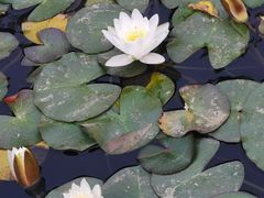 -胖娃川菜馆(文化宫路店)