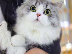 -momokira米努特·德文卷毛猫·棉花面纱犬