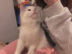 -猫儿山۰猫主题餐厅