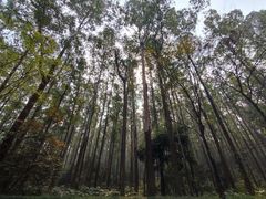 -南国桃园旅游度假区