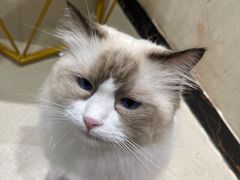 -藏猫猫咖啡主题馆(中央大道店)