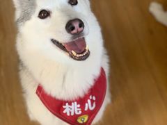 -Husky Go! 哈士奇体验馆·宠物咖啡厅狗咖