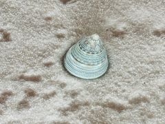 -青岛贝壳博物馆