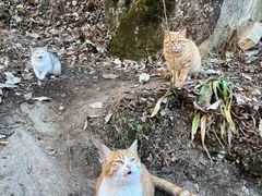 -终南山南五台景区