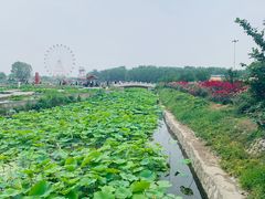 -白洋淀景区