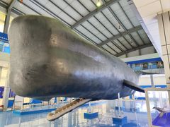 -上海海洋大学鱼文化博物馆(军工路校区)