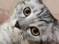 -关爱宠物医院·猫科中心·消化科(滨湖万达分院)