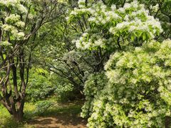 -国家植物园南园