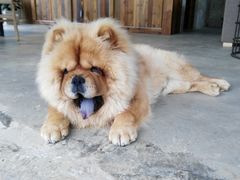 客栈神兽—糯糯-看见远方·莫干遥远的山民宿