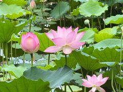 -荔湾湖公园