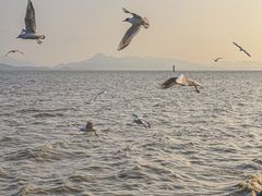 -深圳湾公园(南山区)