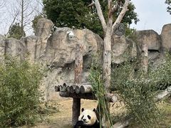 -上海野生动物园