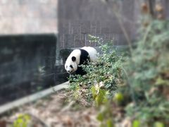 -成都动物园