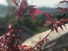 -凤翔首邑温泉度假村