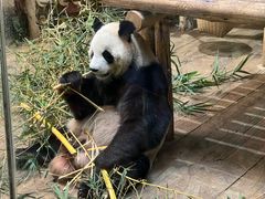-深圳野生动物园