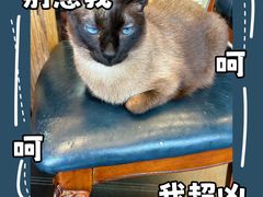 -猫小院猫主题餐厅(南锣旗舰店)